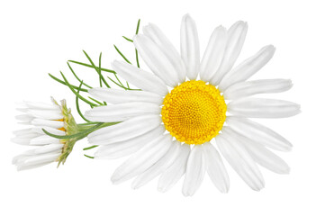 Chamomile flower isolated on white or transparent background. Camomile medicinal plant, herbal medicine. One single chamomile flower with green leaves.