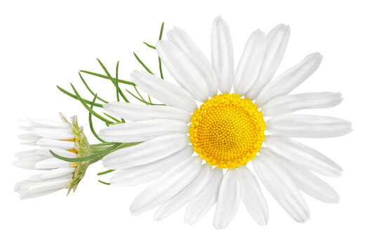 Chamomile Flower Isolated On White Or Transparent Background. Camomile Medicinal Plant, Herbal Medicine. One Single Chamomile Flower With Green Leaves.