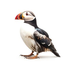 Horned puffin bird isolated on white. Generative AI