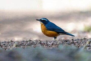 Vibrant yellow and blue Indian blue robin standing on the ground