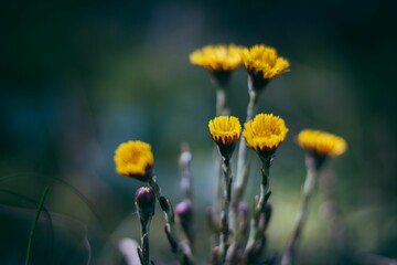 Selective focus shot of yellow coltsfoot flowers in the garden