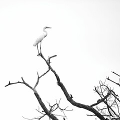 Grayscale of a white stork perched on a tree branch