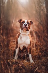 Vertical shot of an American Staffordshire terrier in a dry grassy field.