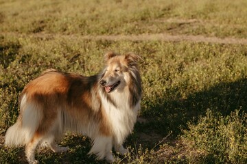 Fototapeta na wymiar Adorable white and brown Collie standing in a lush green grassy field