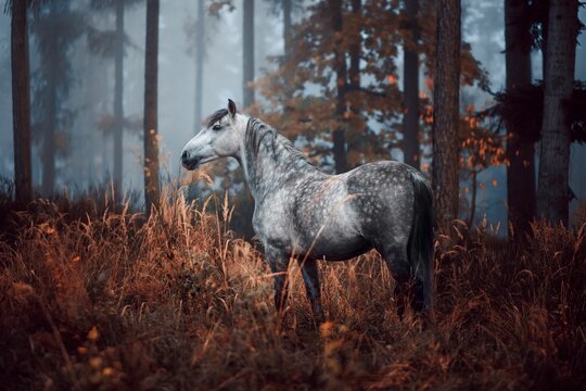 Moody autumn with a grey dapple Andalusian horse in the woods. Spanish horse posing