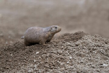 Black-tailed prairie dog stands in its natural habitat