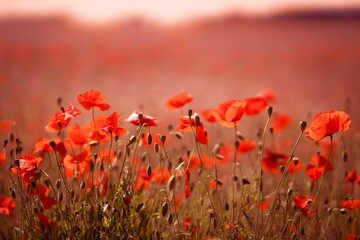 Fototapeta na wymiar Vibrant image of a field of red poppies illuminated by the sun in the background