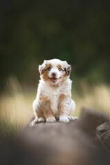 Australien Shepherd dog stands in a flowery field, surrounded by an array of vibrant blooms