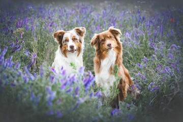 Australien Shepherd dogs stand in a flowery field, surrounded by an array of vibrant blooms