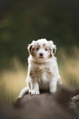 Australien Shepherd dog stands in a flowery field, surrounded by an array of vibrant blooms