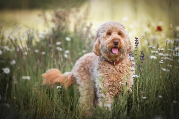 Goldendoodle dog stands in a flowery field, surrounded by an array of vibrant blooms