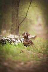 Adorable Dachshund dog standing on top of a lush green meadow, enjoying the sunny day
