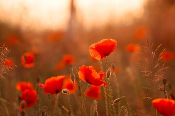 Vibrant red poppies illuminated by the warm light of the sun.