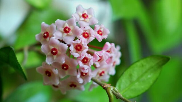 Lush inflorescence of Hoya carnosa. Porcelain flower or wax plant. Waxy plant Hoya carnosa with pink flowers. Hoya carnosa flowers.