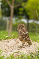 Vertical closeup of a brown owl perched on a mound of dirt in a green park