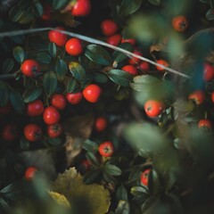 red berries on the plant with leaves on them by harald bjork for stocks