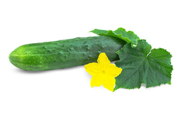 Fresh cucumber with yellow flower and green leaves isolated on transparent background.
