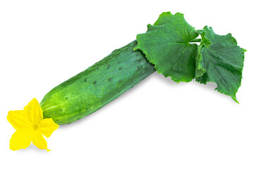 Fresh cucumber with yellow flower and green leaves isolated on transparent background.