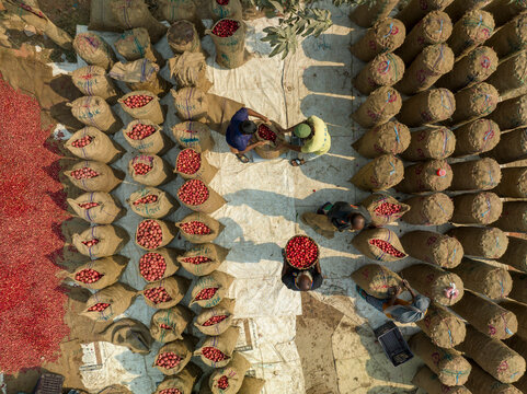 Bangladesh - 15 February 2023: Aerial view of a person picking red potatoes in a farmland, Bogura, Bangladesh.