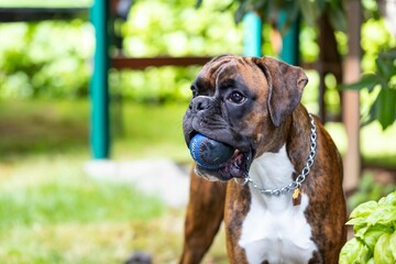 Closeup shot of a boxer dog with a ball in his mouth in the park