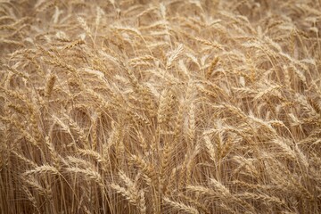 Idyllic wheat field with ripe, thin yellow ears of wheat swaying in the breeze.