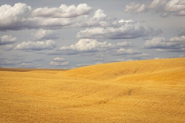 Fototapeta na wymiar Beautiful golden rolling hills of the Palouse Region of Eastern Washington