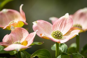 Closeup of pink Cornus florida flowers