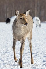 Young deer standing in a peaceful winter scene