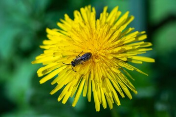 Bee perched on a bright yellow dandelion surrounded by lush, vibrant foliage