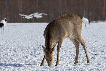 Majestic deer grazing in a winter wonderland, surrounded by fluffy snow