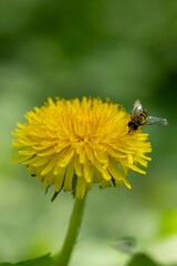 Bee perched on a bright yellow dandelion surrounded by lush, vibrant foliage