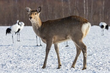 Scenic view of a deer walking on a meadow covered with snow in winter