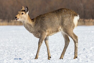Deer standing in a snow-covered field looking for food