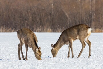 Naklejka na ściany i meble Deers standing in a snow-covered field looking for food