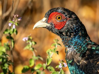 Close-up of a coot perched in green grass