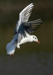 Vertical closeup of a seagull flying in sunlight
