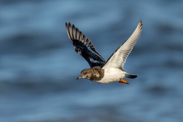 Scenic view of a ruddy turnstone (Arenaria interpres) flying above the surface of a lake