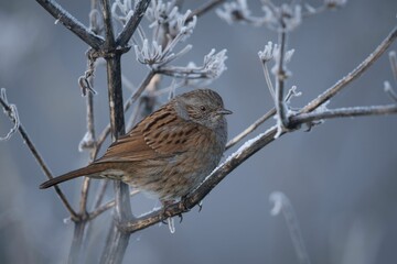 Closeup of a sparrow perched on a tree branch