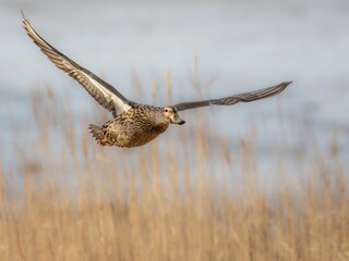Scenic view of a duck flying above the surface of a lake