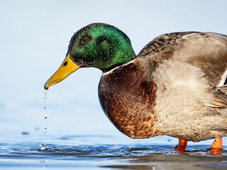 Closeup of a mallard duck drinking water from a lake