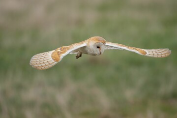 Closeup of a Barn owl flying during a day with a blurry background