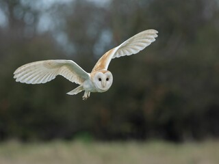 Closeup of a Barn owl flying during a day with a blurry background