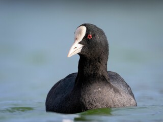 Closeup of a black Eurasian coot in a tranquil water with a blurry background