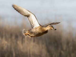 Closeup of a brown Mallard flying during a day with a blurry background