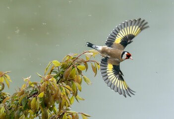 Goldfinch bird soaring above a barren tree branch