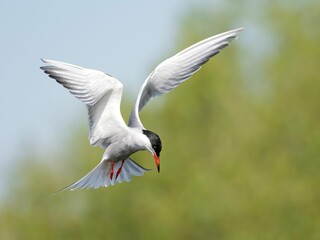 Arctic tern bird soars through the sky, its majestic wings spread wide as it glides on the wind