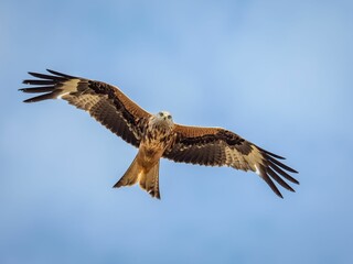 Buzzard soaring against a bright blue sky with white clouds.