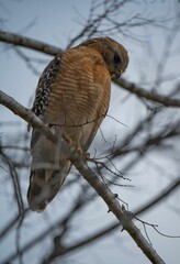 Red-shouldered hawk sitting on a tree branch against a gray sky