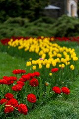 Picturesque landscape featuring a vast expanse of bright red and yellow tulips in bloom