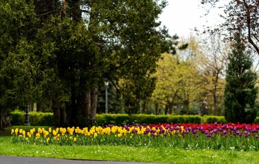 Naklejka premium Picturesque landscape featuring a vast expanse of bright colorful tulips in bloom